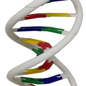 Anatomia Dupla Hélice Dna Humano Modelo Anatômico Biologia 3D